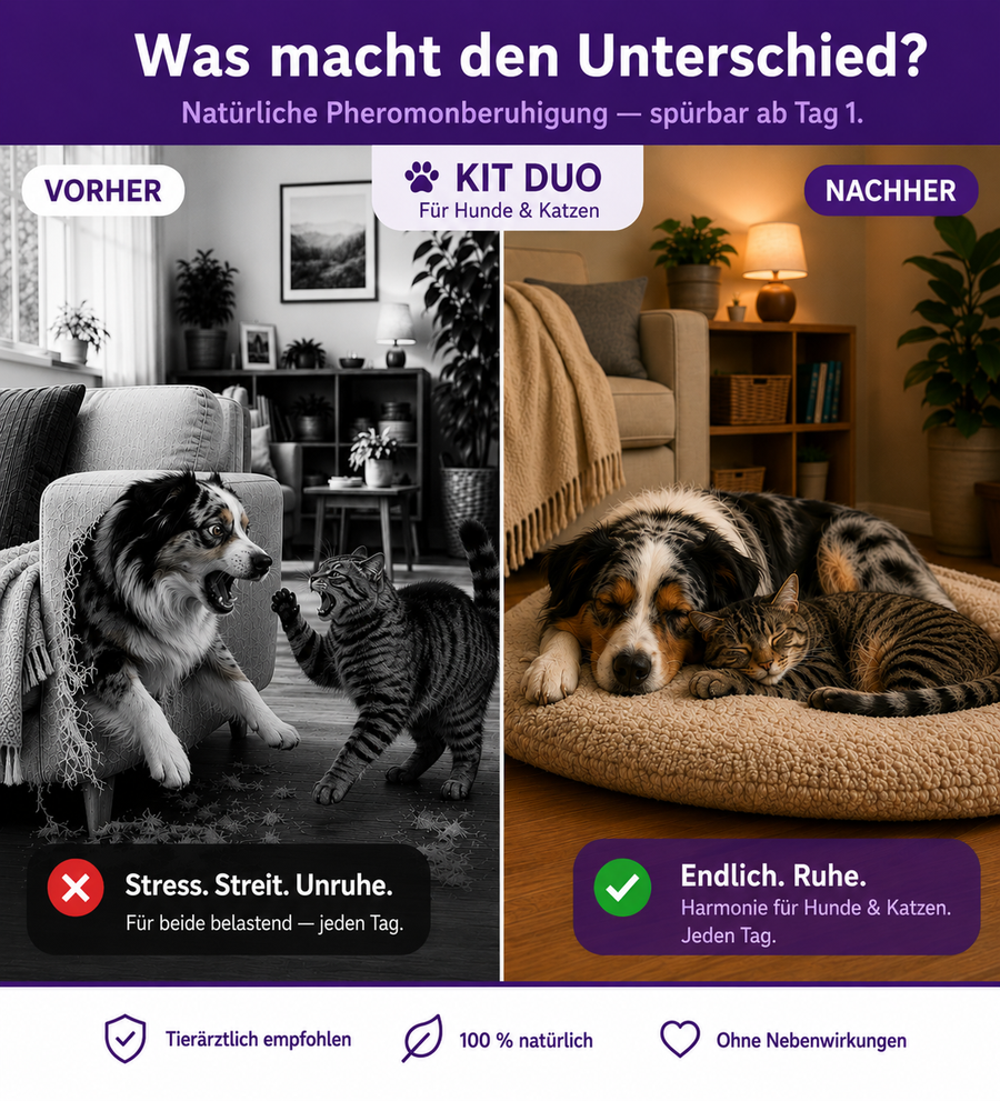 Paizio Duo – Hund & Katze